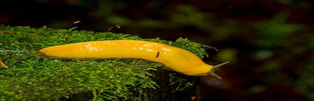 Lost Banana Slug