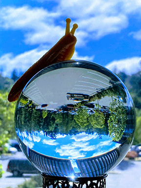 Banana Slug on a Glass Sphere